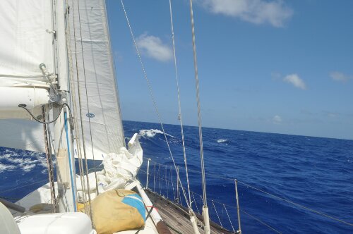 DSC_0296.JPG image