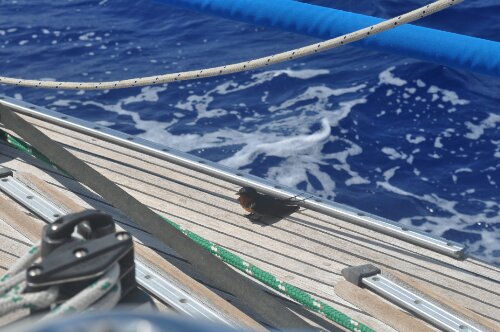 DSC_0382.JPG image
